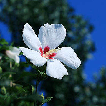 木槿花的养殖方法