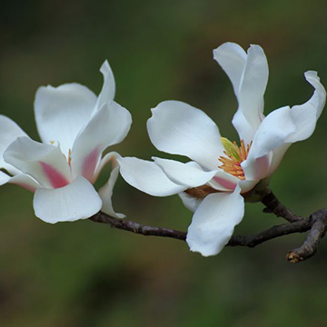 木兰花的养殖方法