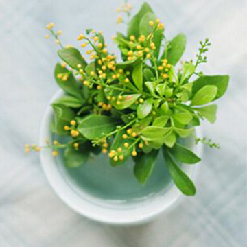米蘭花的養(yǎng)殖方法