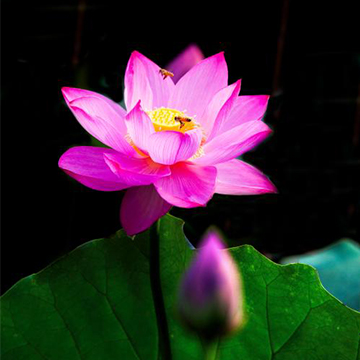 蓮花的養(yǎng)殖方法