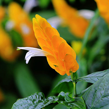 金苞花的養(yǎng)殖方法