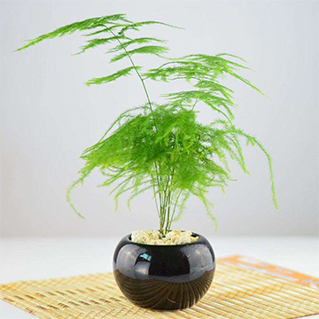 文竹的養(yǎng)殖方法