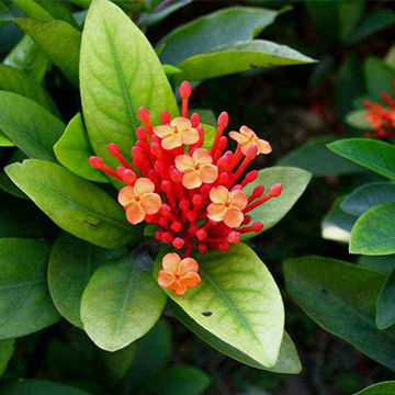 仙丹花的養(yǎng)殖方法