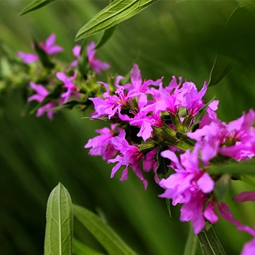 千屈菜的養(yǎng)殖方法