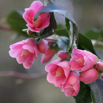 山茶花的養(yǎng)殖方法