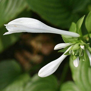 玉簪花的養(yǎng)殖方法