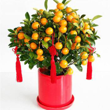 金橘树的养殖方法