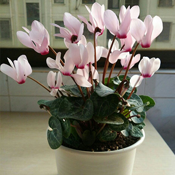 仙客來的養(yǎng)殖方法