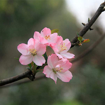 梅花的养殖方法