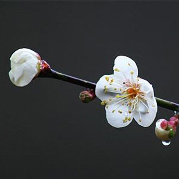 梅花的传说