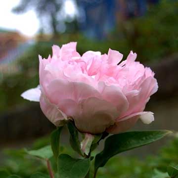 牡丹花的養(yǎng)殖方法