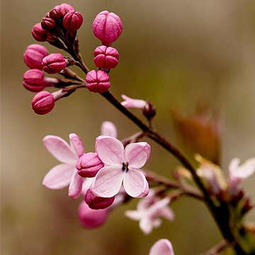 丁香花的养殖方法