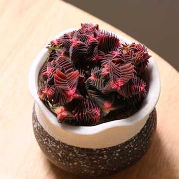 茜之塔的養(yǎng)殖方法