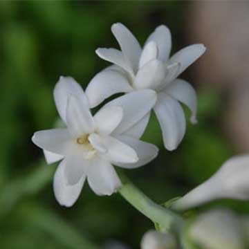 晚香玉的養(yǎng)殖方法