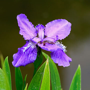 鳶尾花的花語是什么