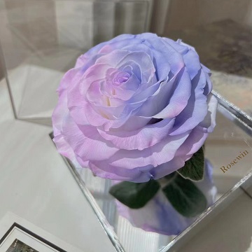 紫色款单支永生花